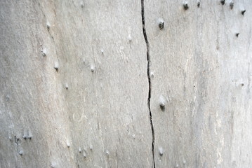 Árbol Textura clara
