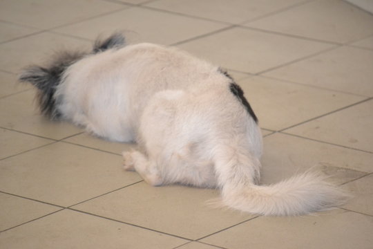 Un chien au repos