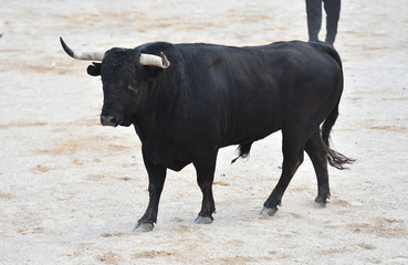 toro negro español