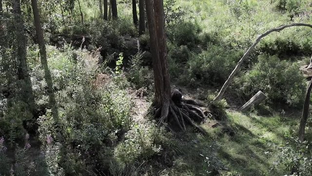 Wolverine walking, climbing and doing what a wolverine does