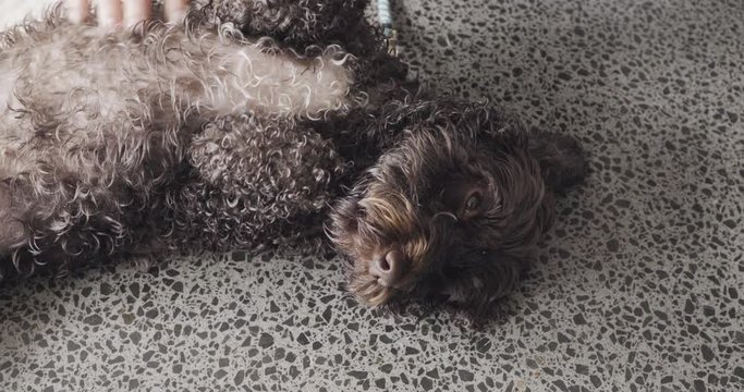 Dog having stomach scratched. Rolling on the floor