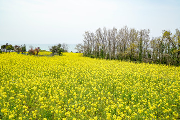 Obraz premium 菜の花 長崎鼻
