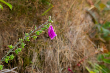 A lone flower still growing