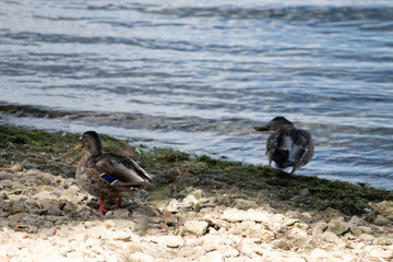 Ducks wandering around