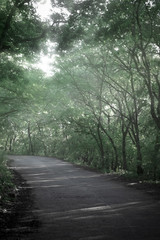 Obraz premium Forest path under the rays of the sun through the foliage of trees