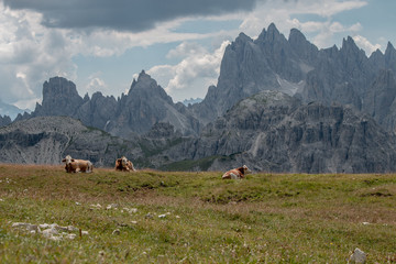 Krowy alpy © Mateusz