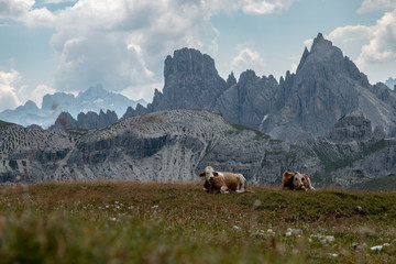 Krowy alpy © Mateusz