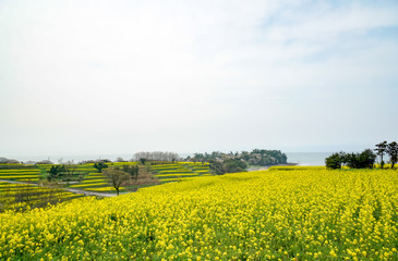 Obraz premium 菜の花 長崎鼻