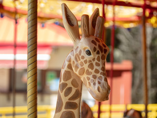 giraffe is looking at you