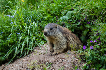 Naklejka na ściany i meble A alert and vigilant groundhog or marmot is curiously inspecting the hiking humans from the entrance of its lair in the earth of the Bavarian Alps in Germany