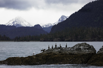 Fototapeta na wymiar Wildlife on islands near Homer, Alaska