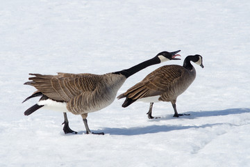 Canada geese © Howard
