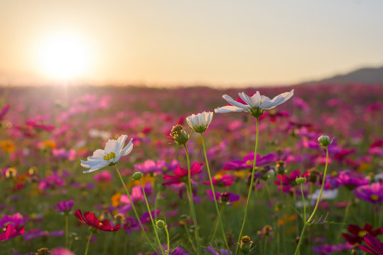 Fototapeta  Beautiful cosmos flower in sunset.