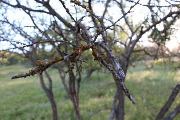 musgo de árbol