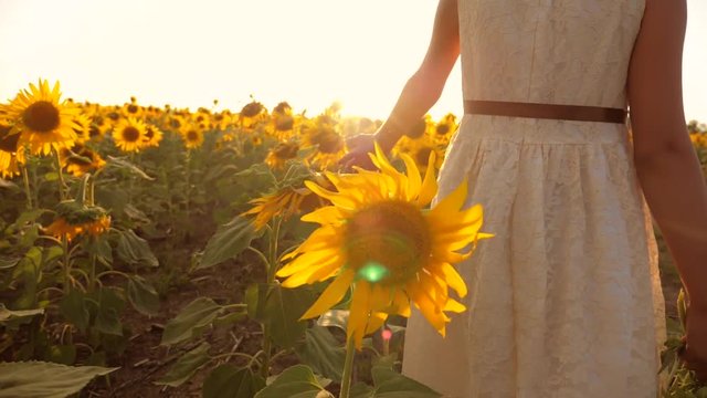 Young little girl hands walking along sunflowers field. Sun shine at background. Follow to woman going at meadow. Rear back view Slow motion video. girl teenager and sunflowers field lifestyle concept