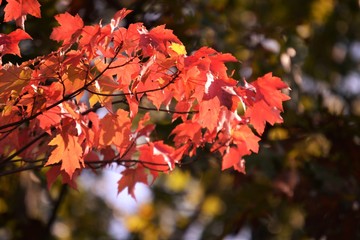 red leaves in autumn trees