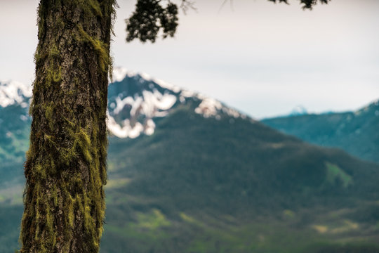 Mossy tree bark with mountains in background