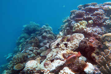 Naklejka na ściany i meble Great Barrier Reef Queensland Australia