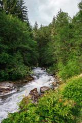 Fototapeta na wymiar River flowing through forest