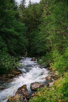 Rapids in forest river