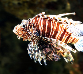 Obraz na płótnie Canvas A closeup of a lion fish in a saltwater aquarium. 