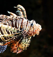 Fototapeta na wymiar A closeup of a lion fish in a saltwater aquarium.