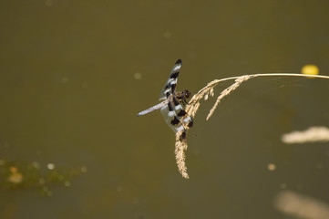 White Tail Dragonfly in Iowa on Wheat Stalk with Spiderwebs