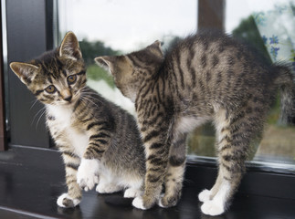 Two small striped kittens sit on the windowsill. Window of the house in the yard.