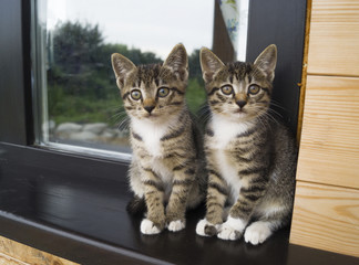 Two small striped kittens sit on the windowsill. Window of the house in the yard.