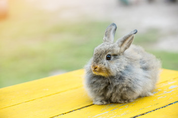 Gray rabbit in front of the rabbit barn