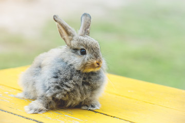 Gray rabbit in front of the rabbit barn