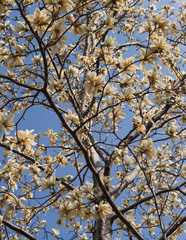 A view of the blue sky through the branches of a blossoming magnolia tree.