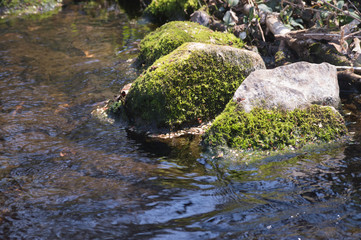Naklejka na ściany i meble Large moss-covered stones in a shallow creek.