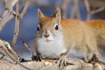canadian red squirrel close up of face