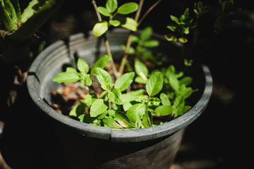 Flower Pot in The Garden