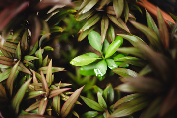 Green Plant in the Garden