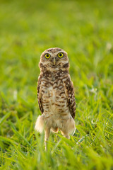 Athene cunicularia 2