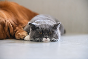 British short hair cat, shot indoors