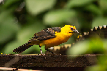 Gymnomystax mexicanus