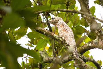 Nyctibius grandis