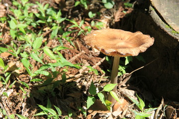 大きく傘を広げたキノコ(徳島県)