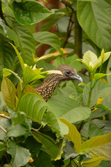 Ortalis guttata