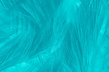 Fototapeta na wymiar feather color turquoise emerald green background 