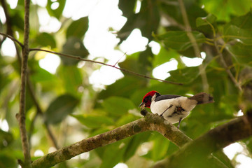 paroaria nigrogenis