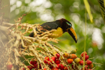 Pteroglossus inscriptus