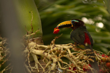 Pteroglossus inscriptus