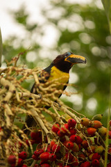 Pteroglossus inscriptus