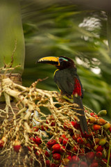 Pteroglossus inscriptus