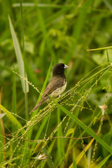 Sporophila nigricollis