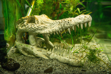 Cropped shot view of the saltwater Crocodile skull.
